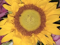 -1点点(阳光城店)