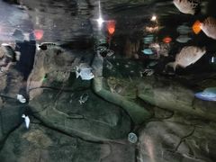 -石家庄海洋公园
