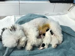 -北京博爱动物医院有限公司