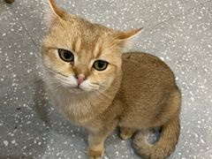 -共舞时光猫咖·狗咖(新街口店)