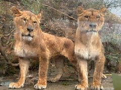 -栾川竹海野生动物园