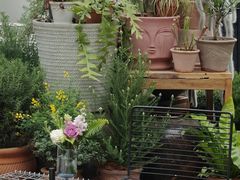 -自由生长植物工作室(深港花卉中心店)