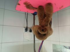 -喵宠乐园·撸猫互动·猫舍