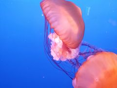 -太平洋海底世界