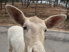 -秦皇岛野生动物园