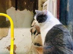 -猫咪博物馆(顶澳仔猫街店)