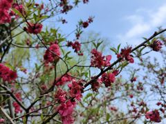 -曹杨影城(曹杨店)