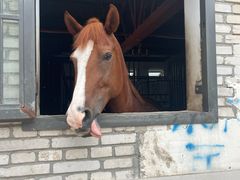 -北京群众马术培训基地