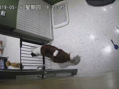 -電力宠物公司(武定路店)