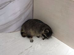 -浣熊柯尔鸭土拨鼠·电玩咖