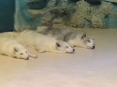 -华夏文旅海洋公园