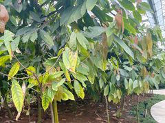 -歌斐颂巧克力小镇