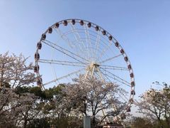 -顾村公园