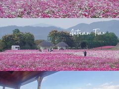 -径山花海