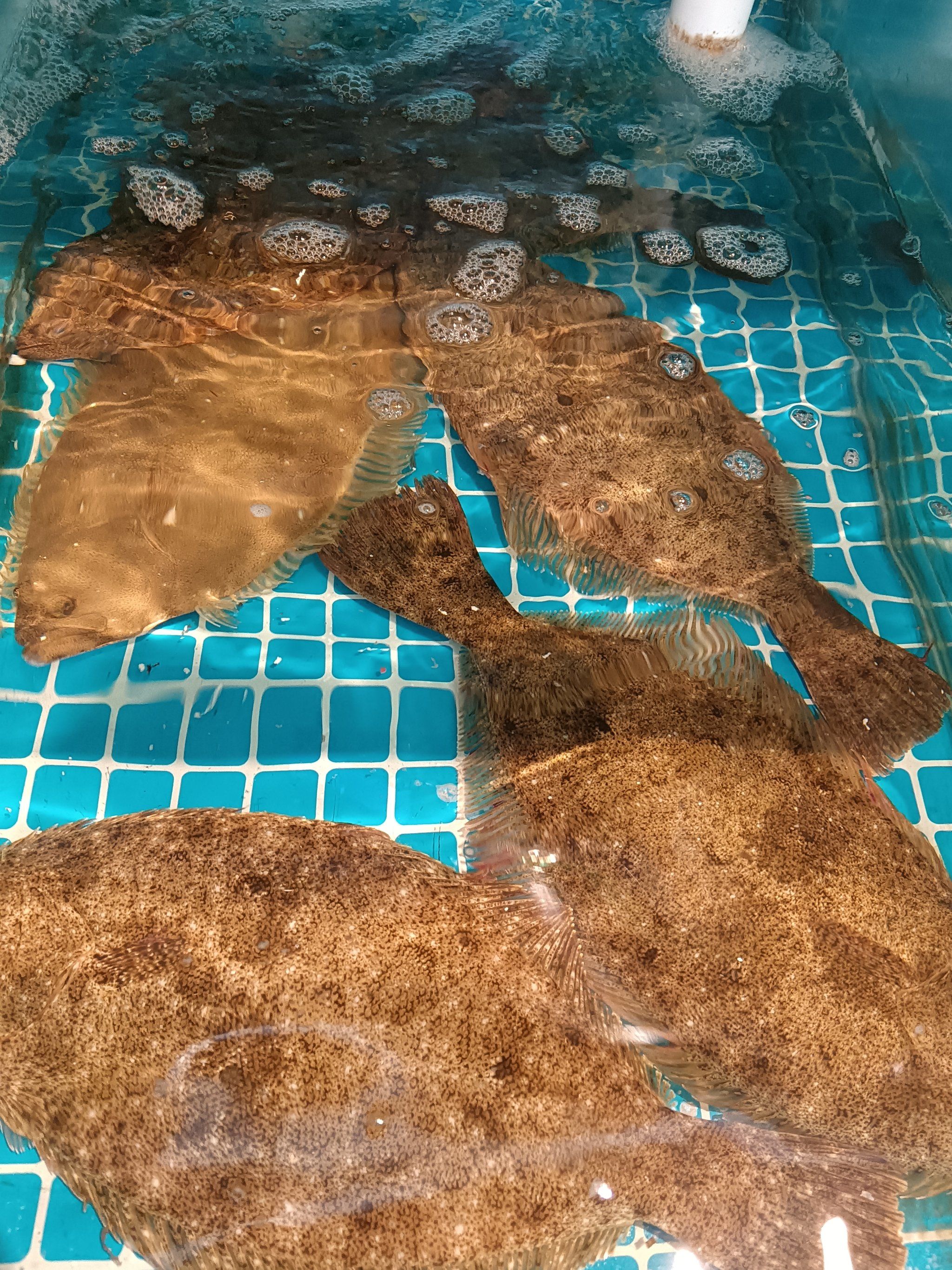 花胶鸡打边炉的花胶口感鲜美,咬上一口,能