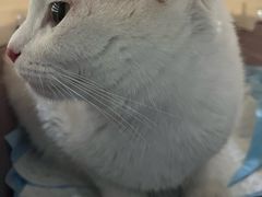 -纳吉亚猫专科动物医院·北北分院