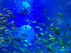 -太平洋海底世界