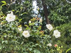 -人民公园(罗湖区)