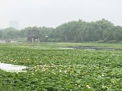 -荷塘月色湿地公园·向阳花洲