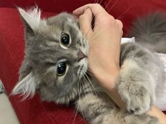 -纳吉亚猫专科动物医院博雅分院