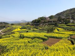 -桑洲油菜花景区
