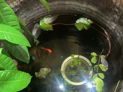 -慢丽江·云南野生菌土鸡锅(付家庄店)