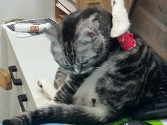 -瑞派·关忠动物医院·猫专科·犬专科(三环新城店)