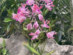 -新加坡植物园