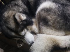 -more than meow吴止猫主题餐厅(承德 中船汇店)