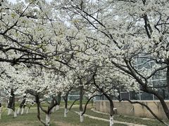 -石家庄市植物园