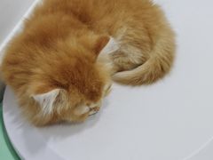 -艾贝尔宠物医院·24H转诊中心·肿瘤猫专科(江宁双龙店)