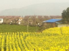 桑洲油菜花-桑洲油菜花景区