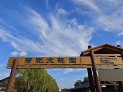-荷花大观园