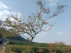 -中国茶叶博物馆(双峰馆区)