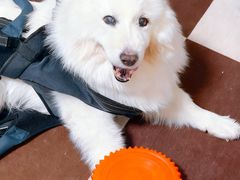 -北京派仕佳德动物医院·超导核磁·CT·神经科·骨科·内外科·急重症管理中心