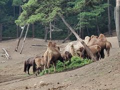 -沈阳森林动物园