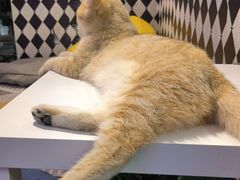 -大型宠物商超·宠海王国·宠物猫狗活体·用品·美容(新世界百货重庆店)