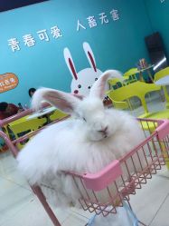 点击看大图 -萌兔星空蹦床撸兔馆