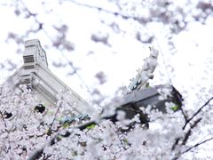-武汉大学-樱园
