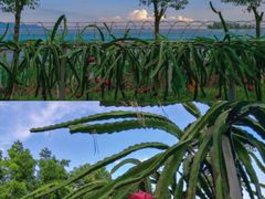 -海堤葡萄园中小学生研学基地