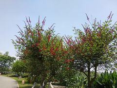 -三圣花乡旅游区