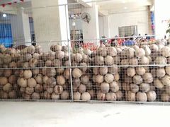 -东郊椰林