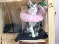 -伟伟宠物医院·CT影像中心·瑞派犬猫综合性门诊(汉口总院)