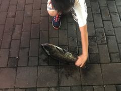 -全乐鱼馆·淳牌有机鱼直营店