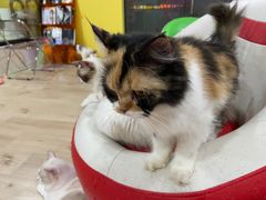 -Bastet sally猫舍购宠(静安店)