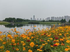 -洋湖国家湿地公园