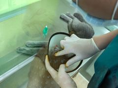 -瑞派旺宝宠物医院·犬猫全科综合·尿道专科(莲兴院)