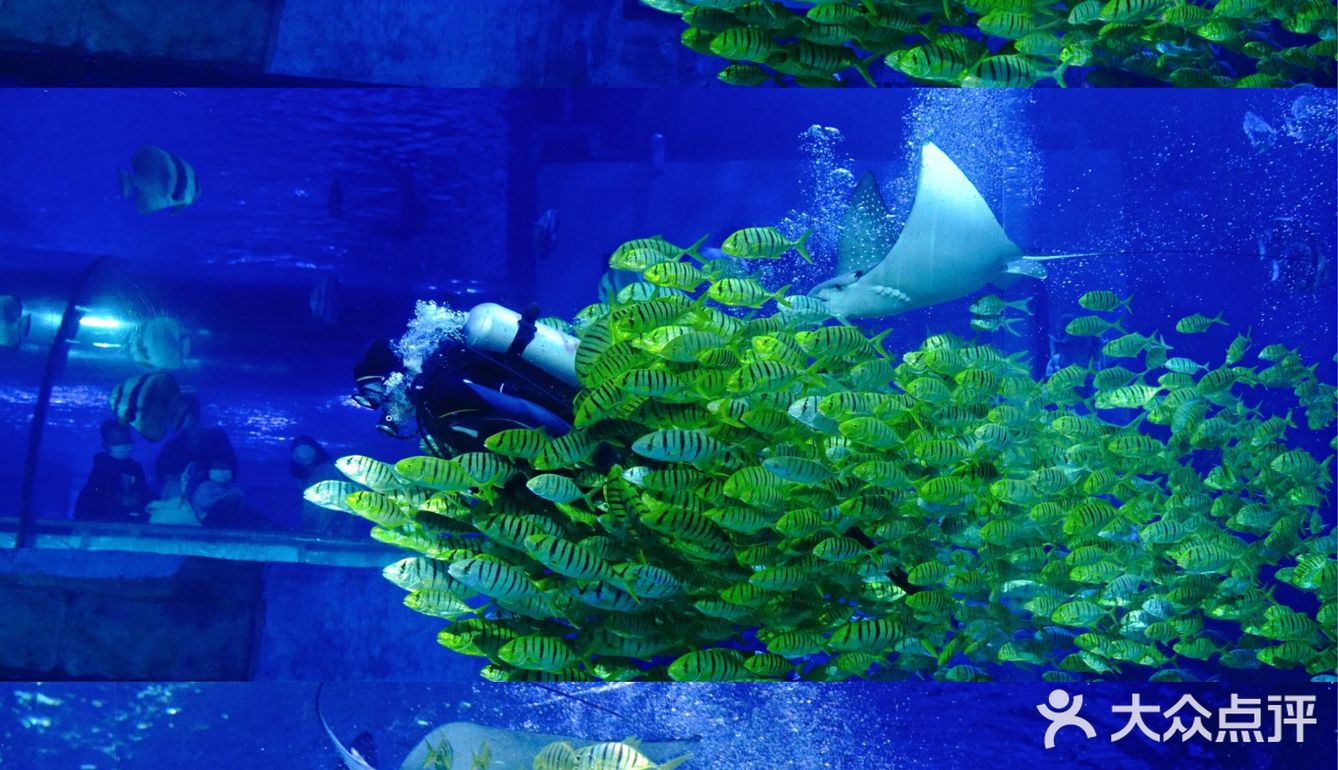 广州旅游|白鲸宝宝出生啦,快来看可爱的鲸鱼宝宝