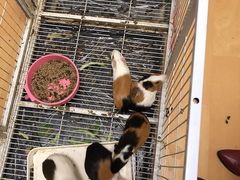 -猫色咖啡·猫咖