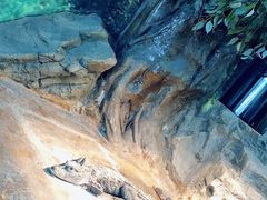 -上海大自然野生昆虫馆(东方明珠·爬宠昆虫探索中心)